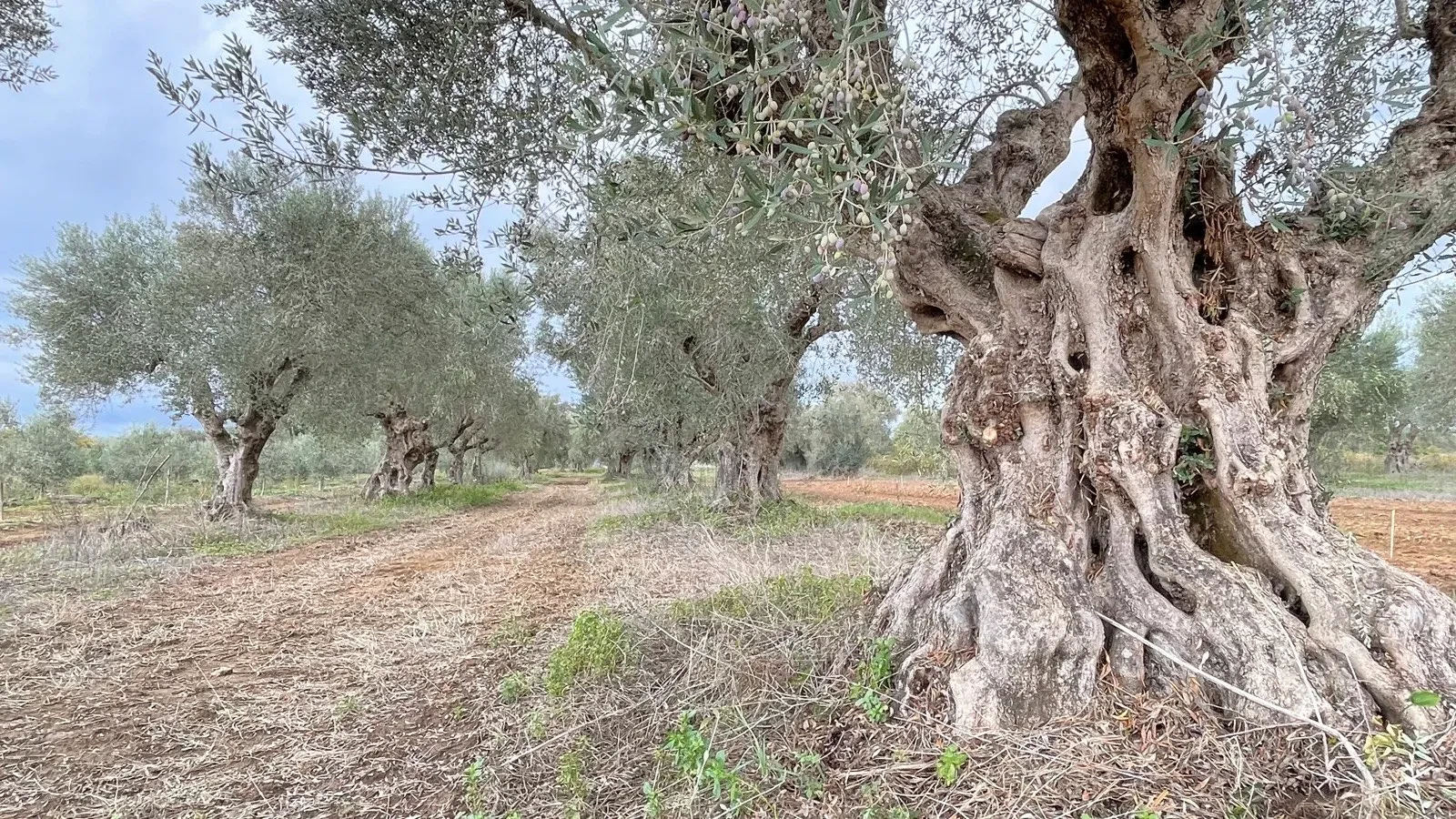 Ancient Koroneiki olive trees across the Havarian Gold grove