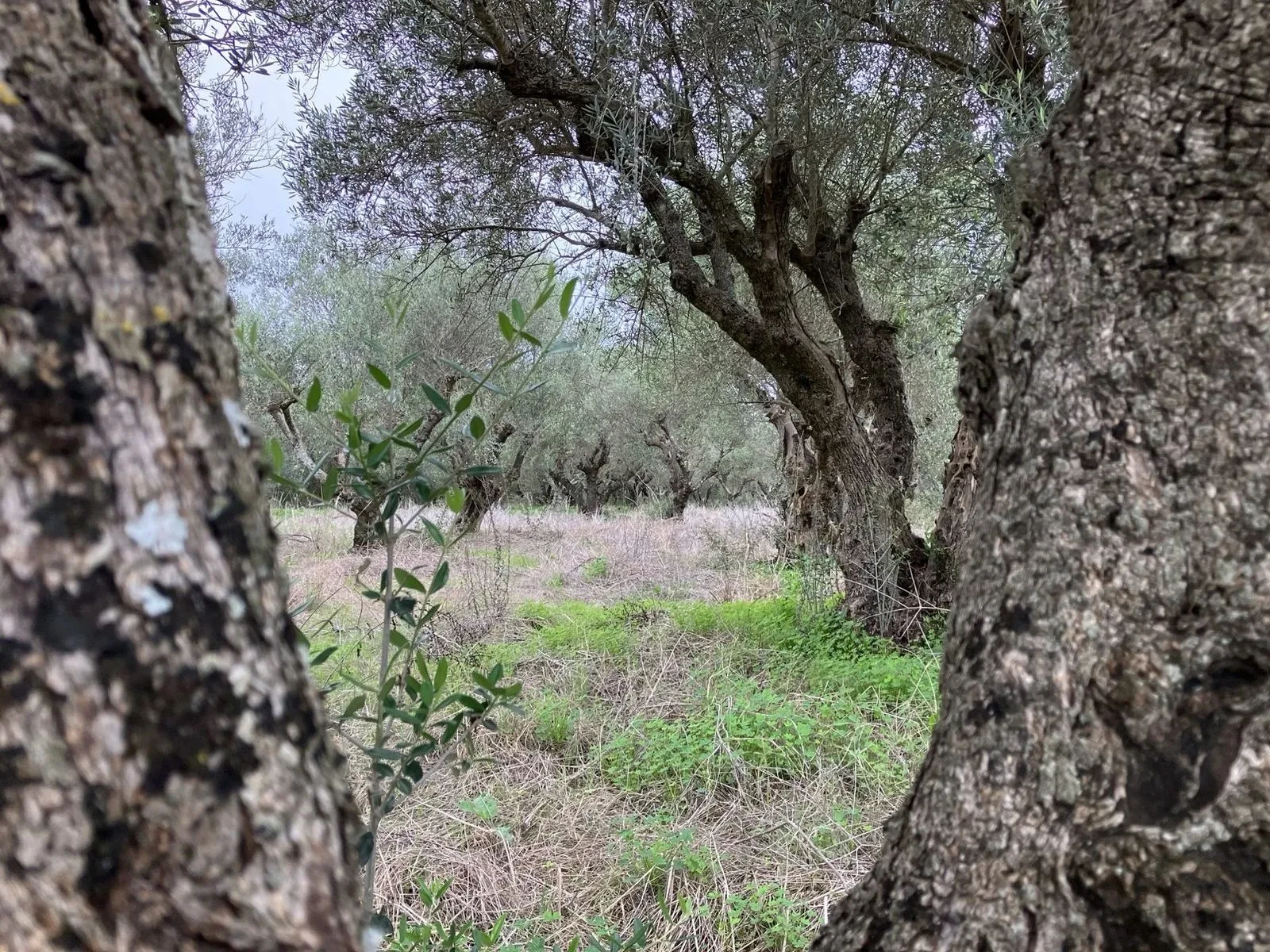 Close-up of an ancient, gnarled olive trunk in the Havarian Gold grove