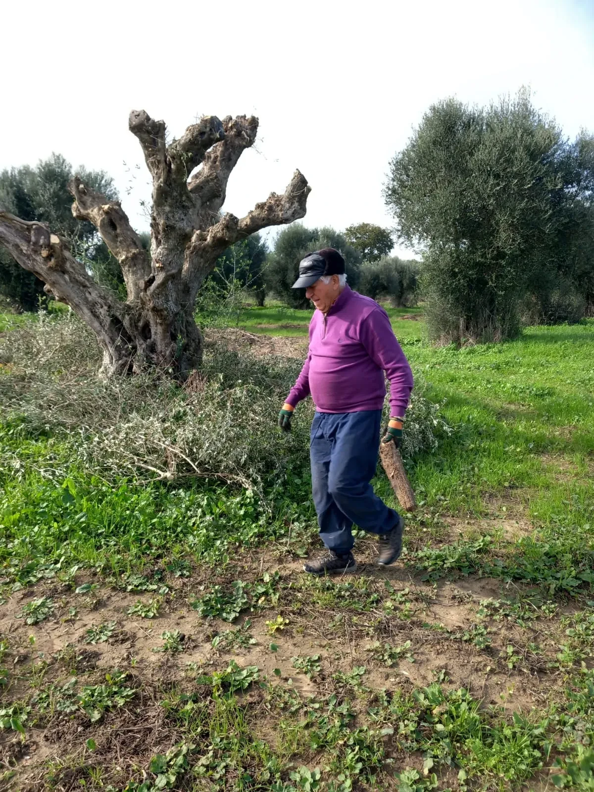 Ευάγγελος (Angelo) walking through the grove carrying a cut branch, an old pruned tree behind him