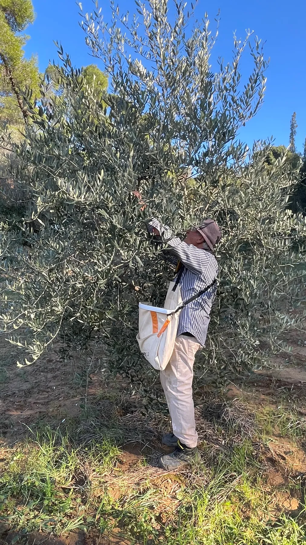 Ευάγγελος (Angelo) hand-picking olives from a branch, harvest bag over his shoulder