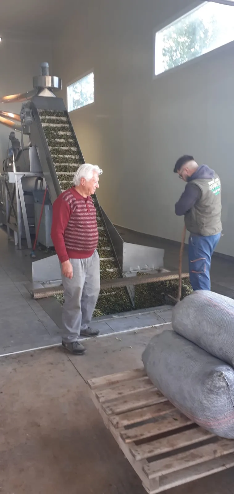 Ευάγγελος (Angelo) watching over the harvest as it climbs the conveyor toward the press