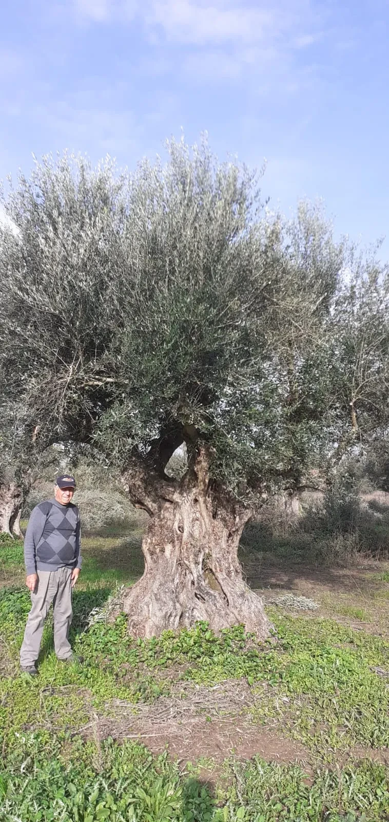 Ευάγγελος (Angelo) standing beside one of the oldest olive trees on the estate