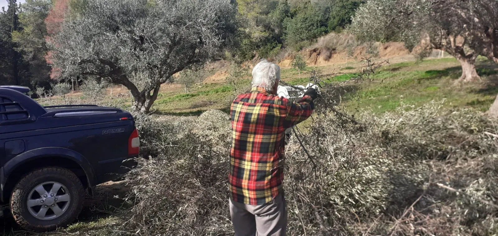 Ευάγγελος (Angelo) pruning a tree beside the truck, plaid shirt
