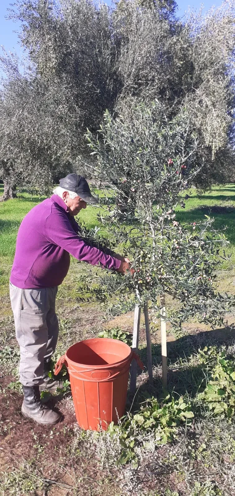 Ευάγγελος (Angelo) tending a young olive tree he planted himself