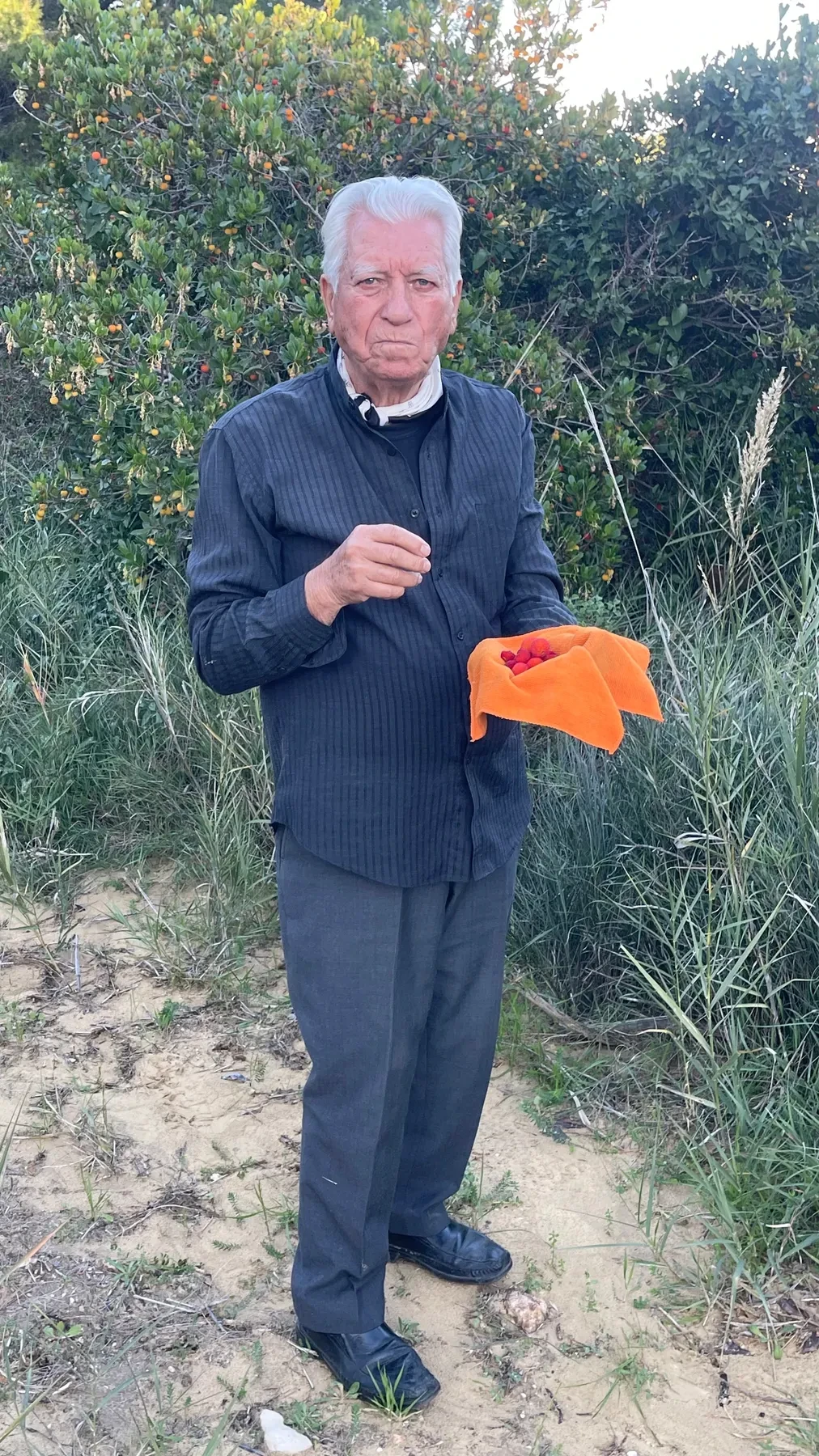 Ευάγγελος (Angelo) gathering wild strawberries by hand from the coastal scrub