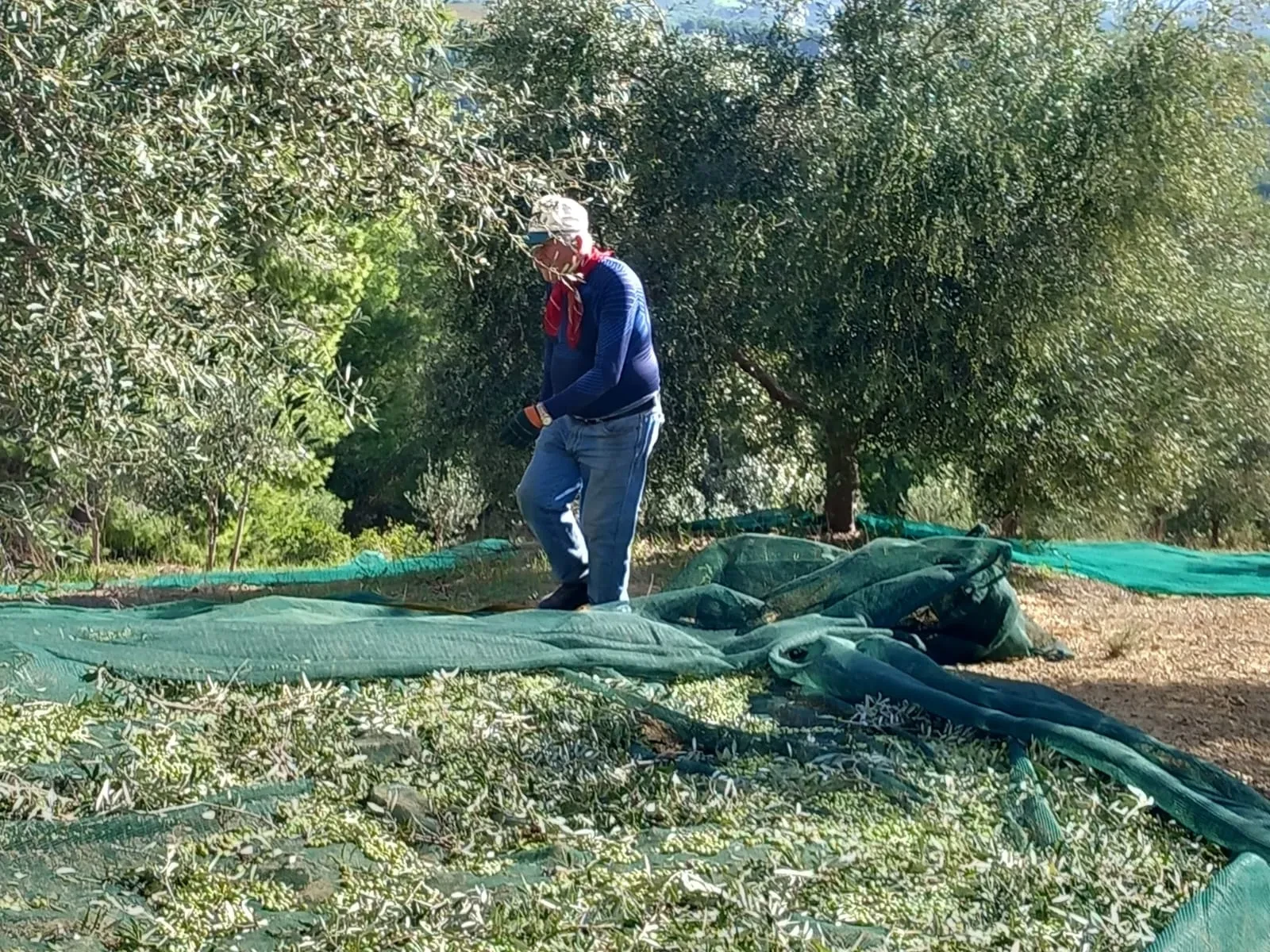 Ευάγγελος (Angelo) working the harvest nets, red scarf around his neck