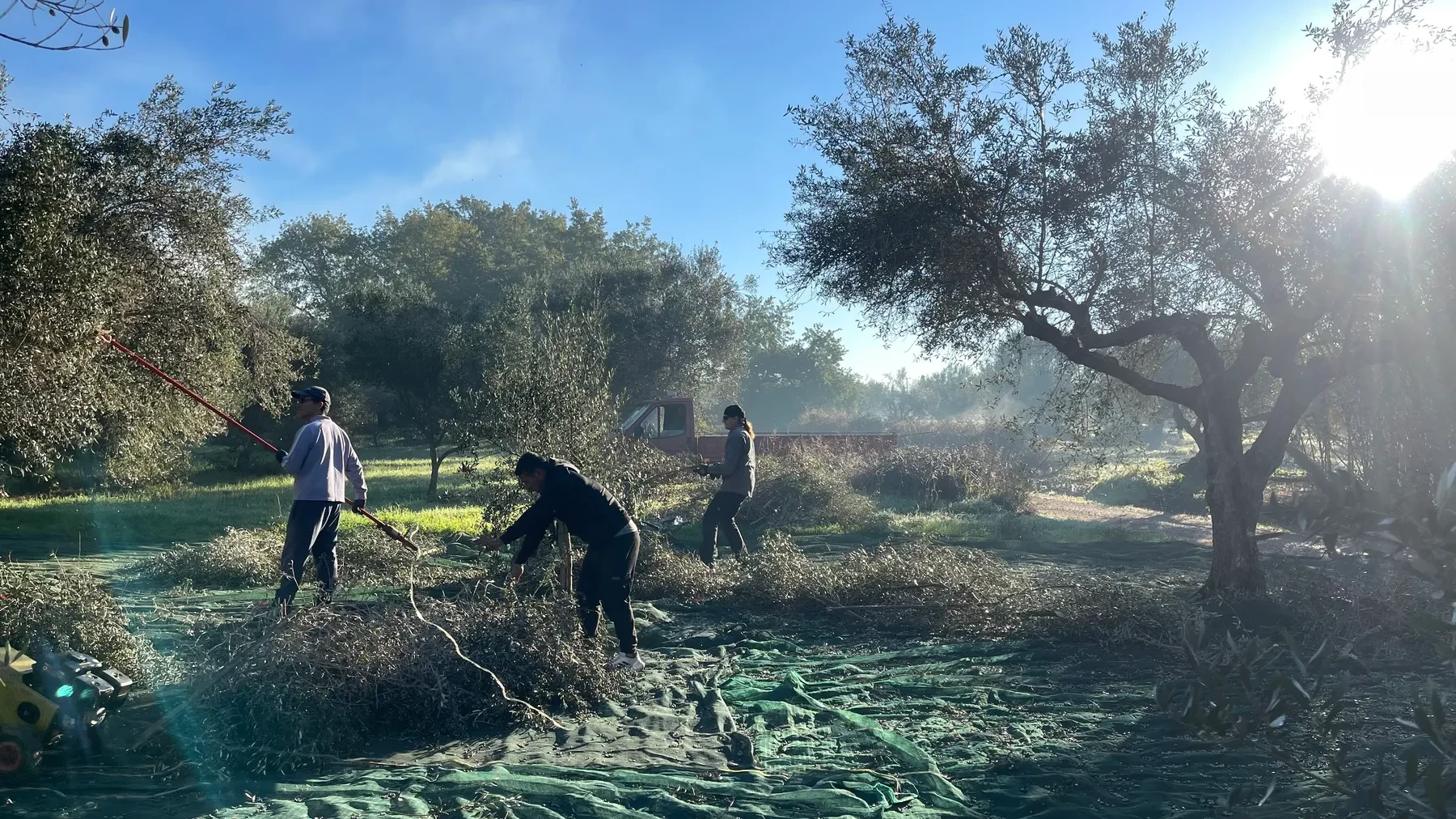 The crew gathering the fallen harvest into nets in the early morning light