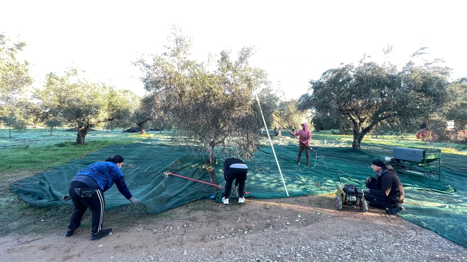 The harvest crew laying nets under the trees on a frosty morning