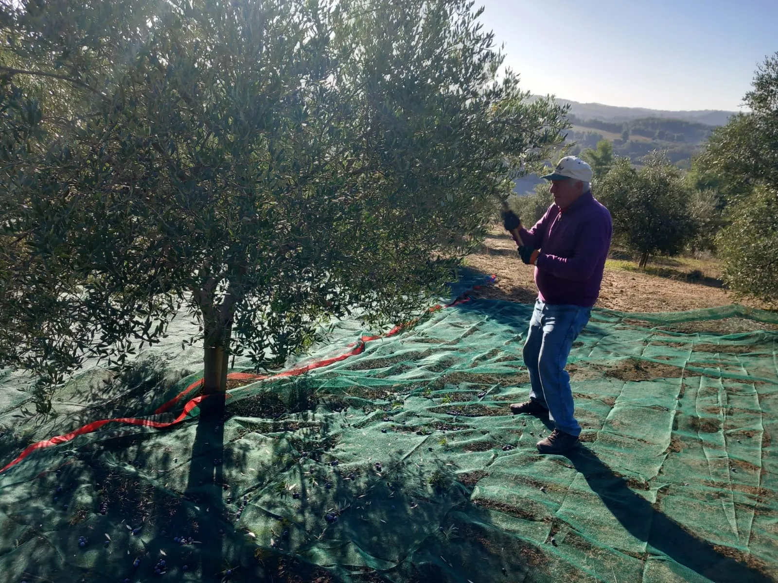 A crew member picking olives directly into the net below