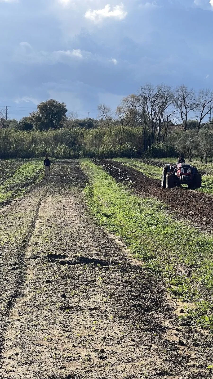 A tractor tilling the earth beside the grove