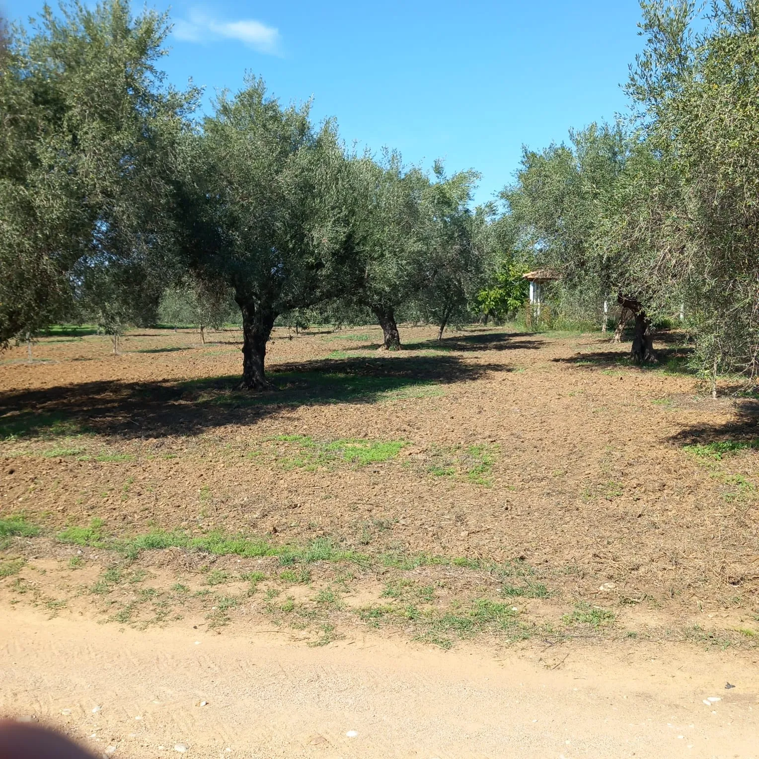 A distant view of the family grove, the original house visible among the olive trees