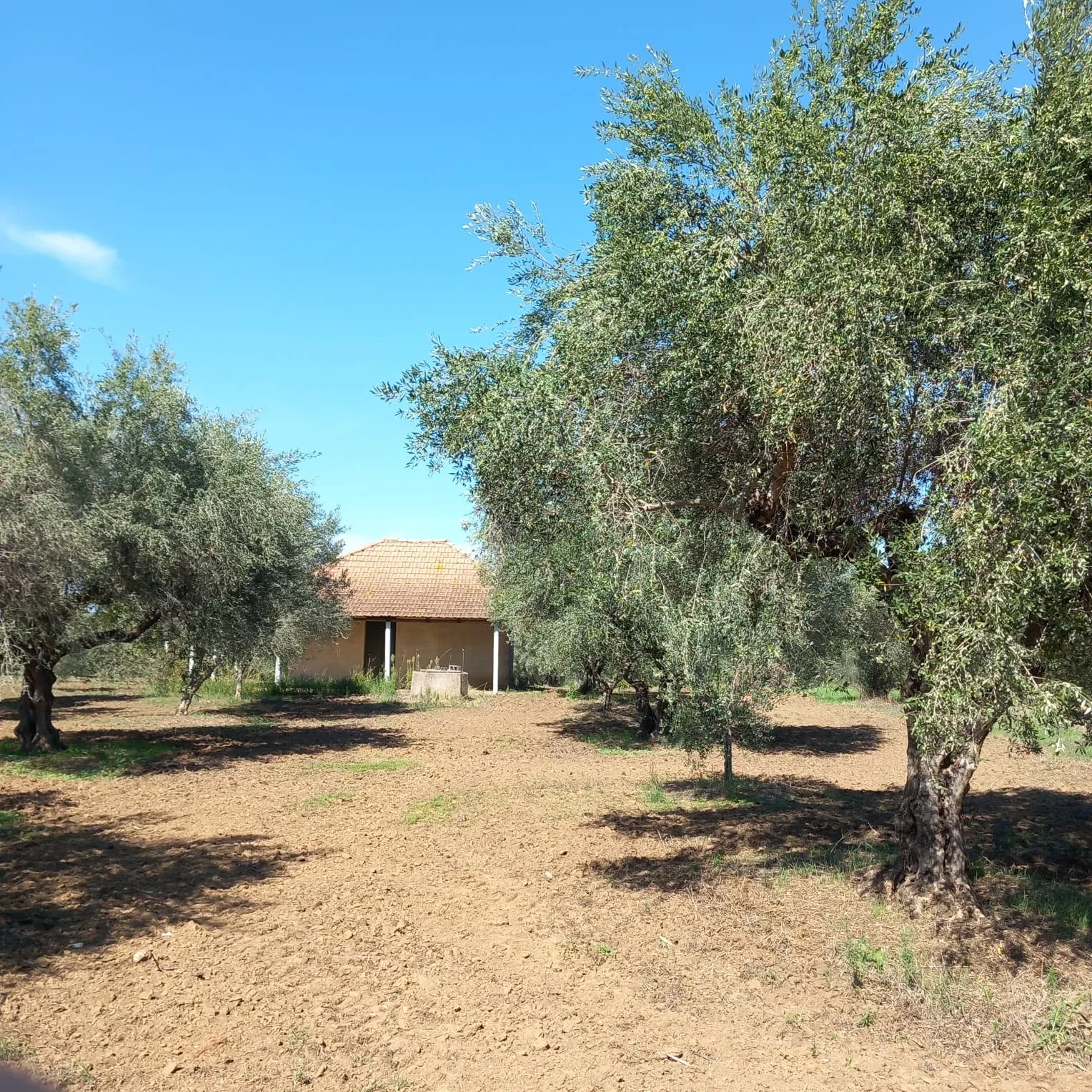 The original family house, built by hand in the early 1900s, olive trees around it