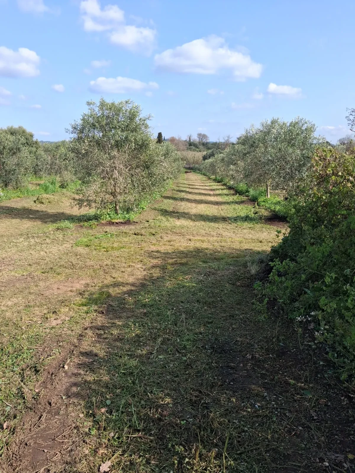 A lush green avenue of olive trees under a blue sky