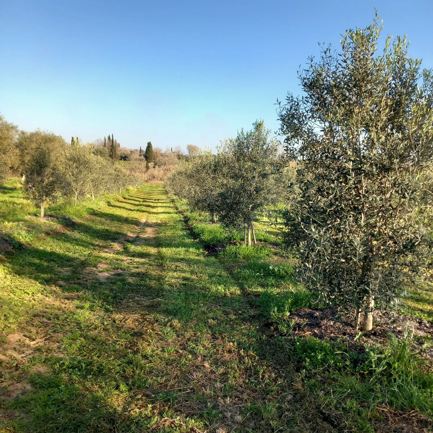 A wide avenue of olive trees in golden afternoon light