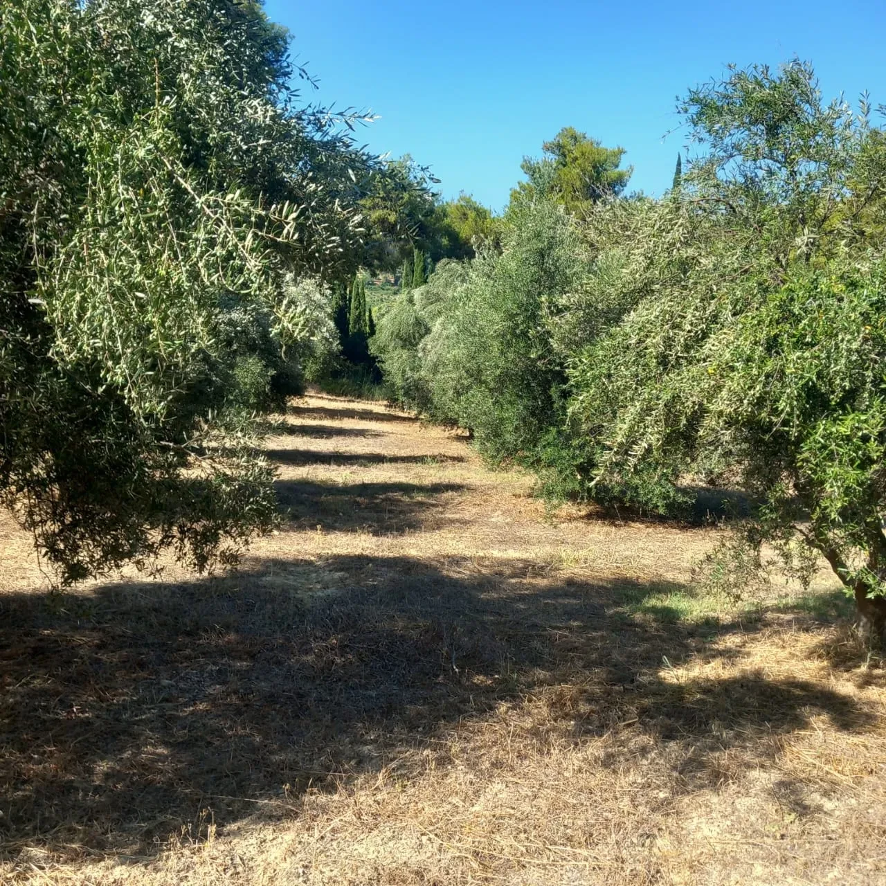 A path running between two dense rows of olive trees