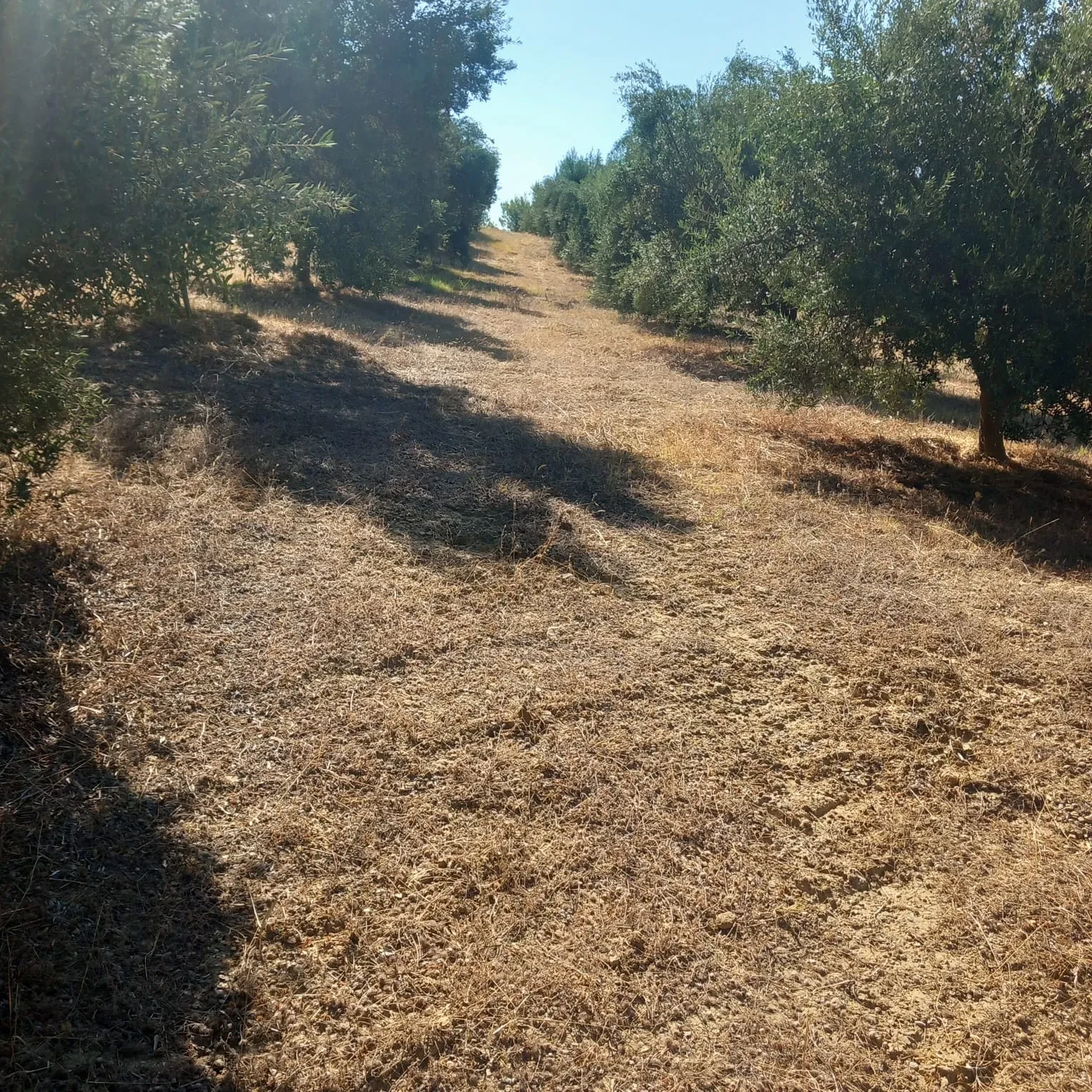A sun-bleached path through the grove in the dry season