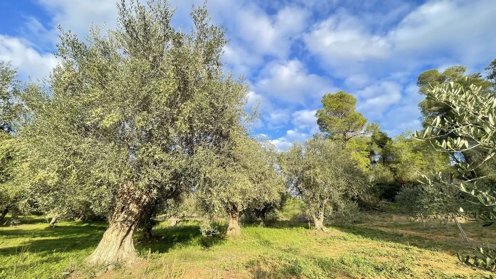 A row of olive trees along the edge of the estate