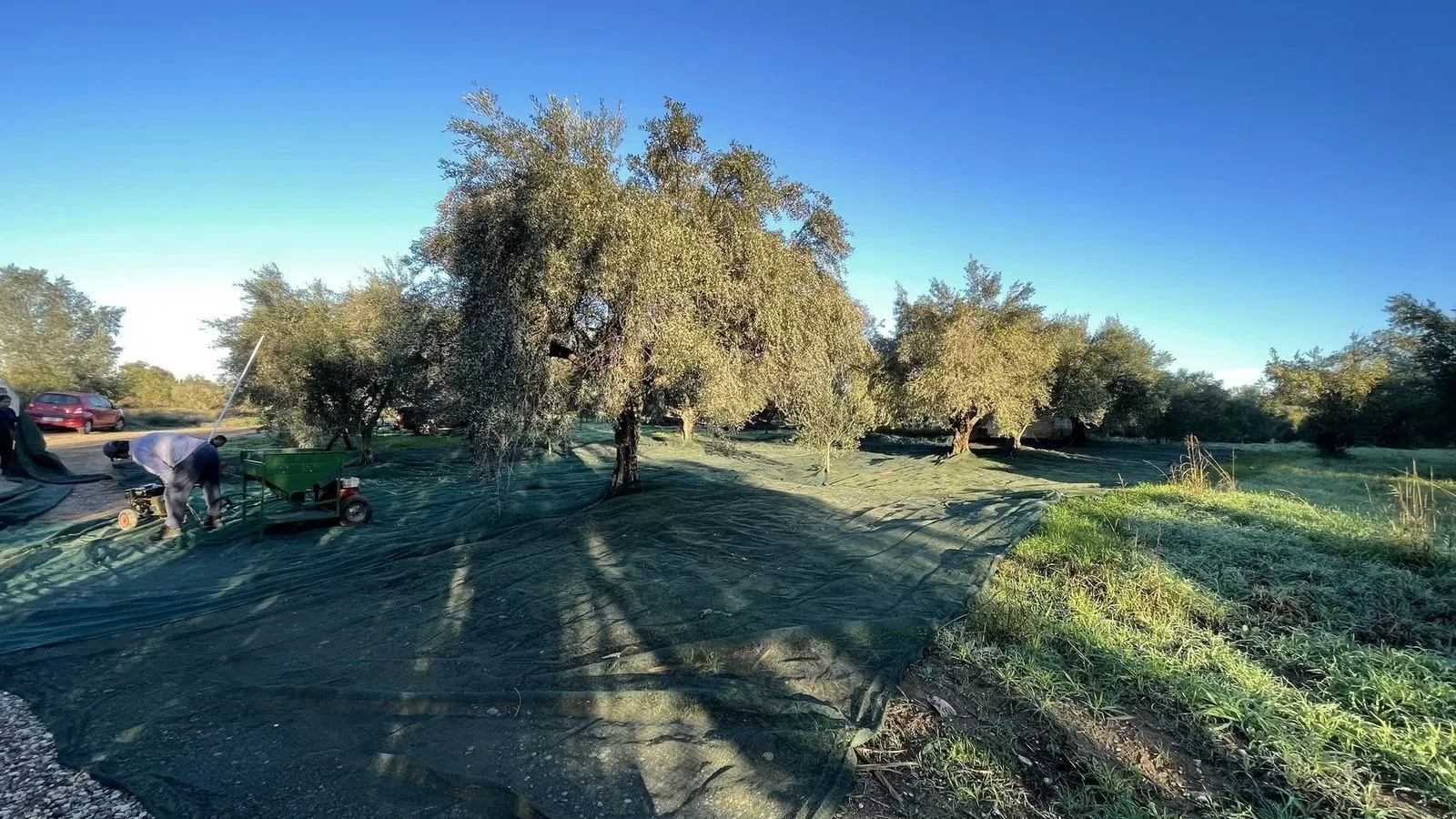 Olive trees scattered across an open field