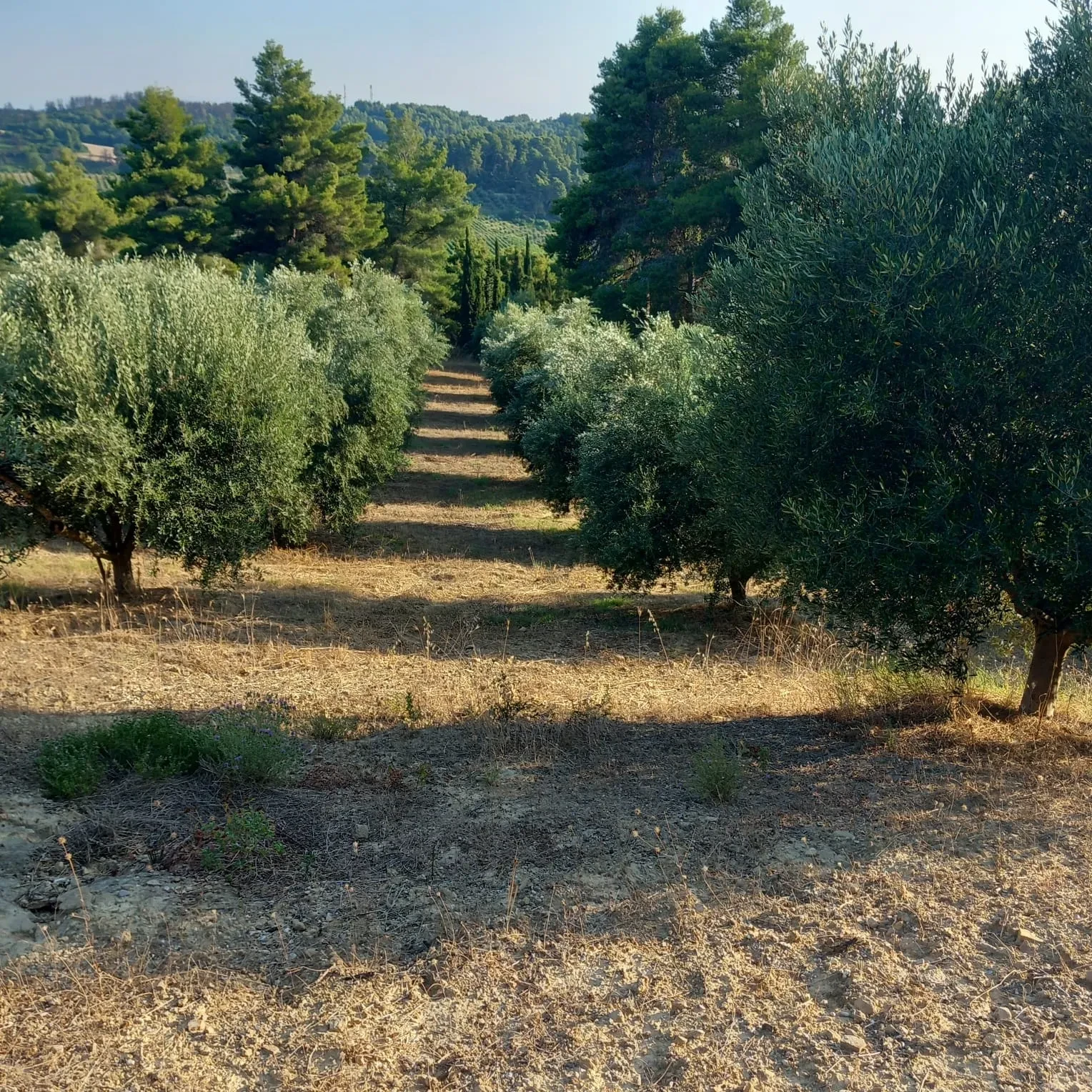 A grove path at golden hour, cypresses in the distance