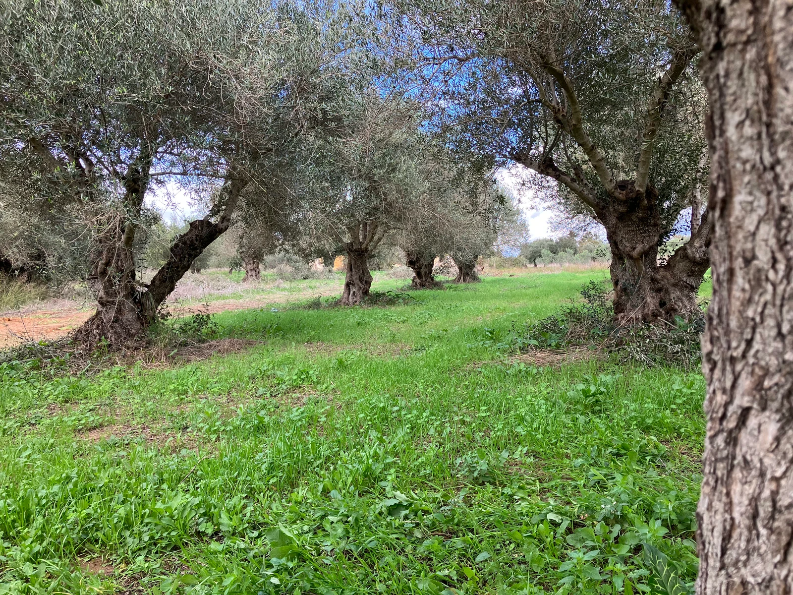 Mature olive trees framing a green aisle in our family grove in Greece