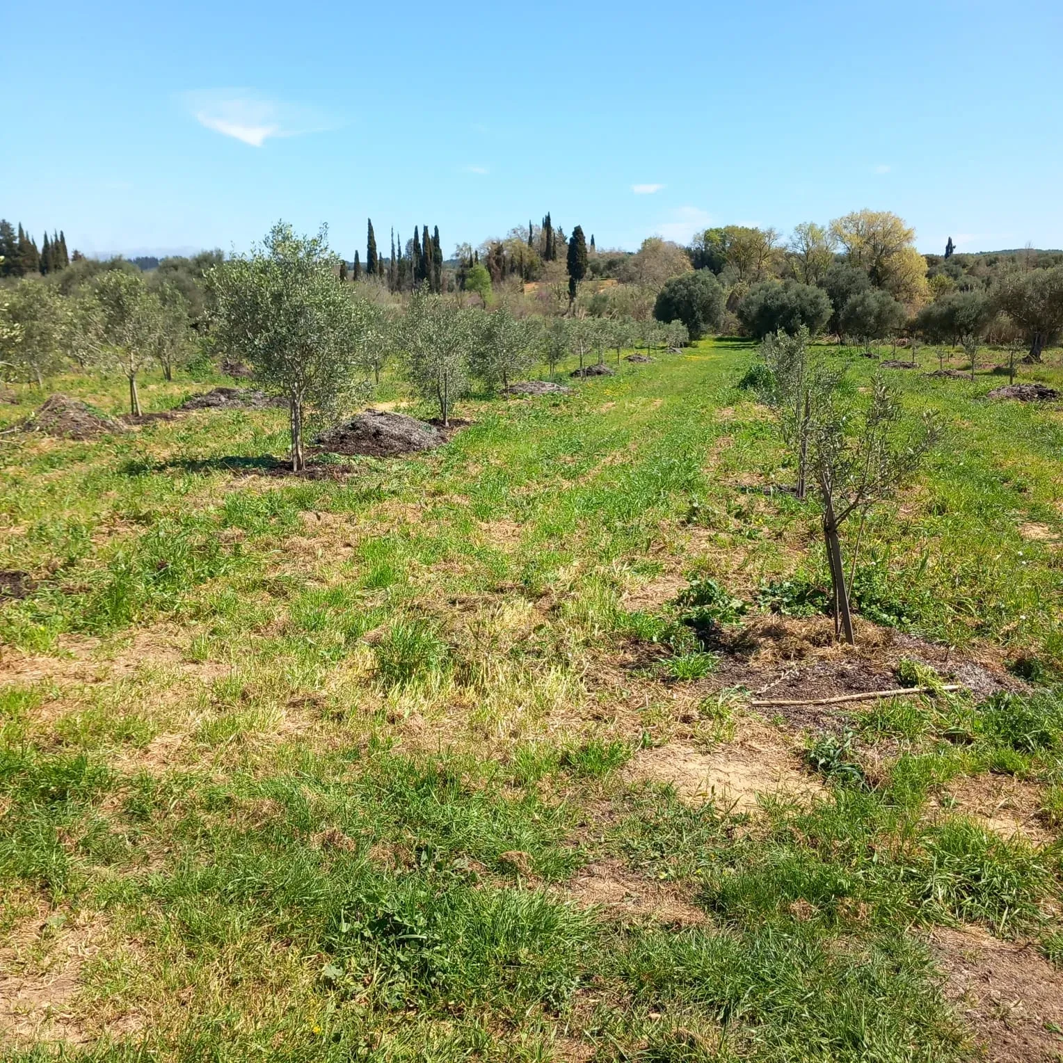 A lush green planting of young olive trees in spring