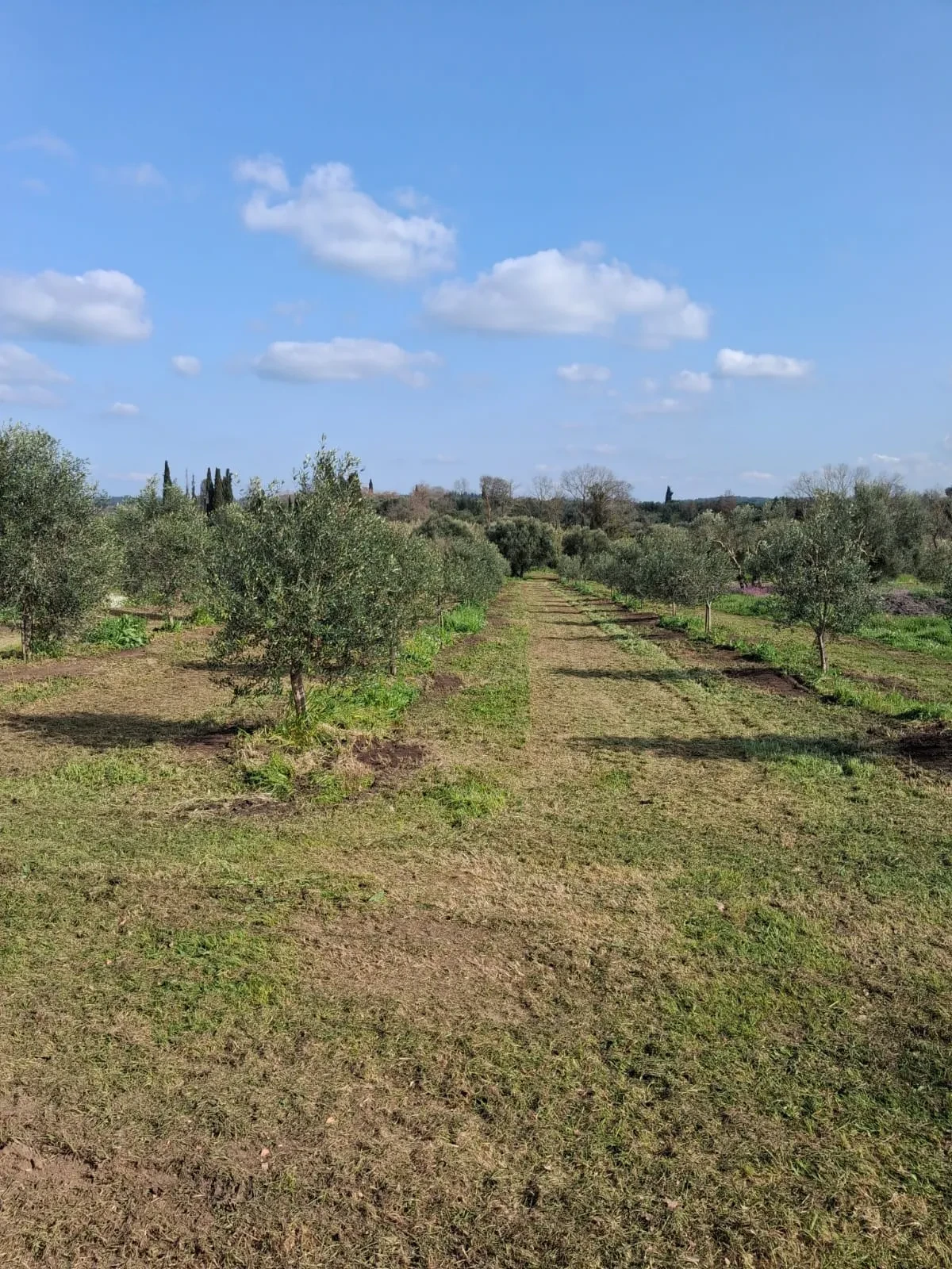 A mown grass avenue between healthy young olive trees