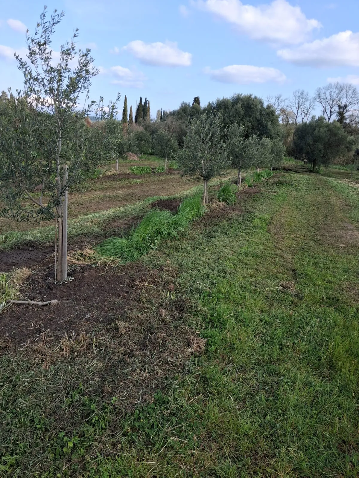 A wide row of young olive trees, freshly mulched at the base