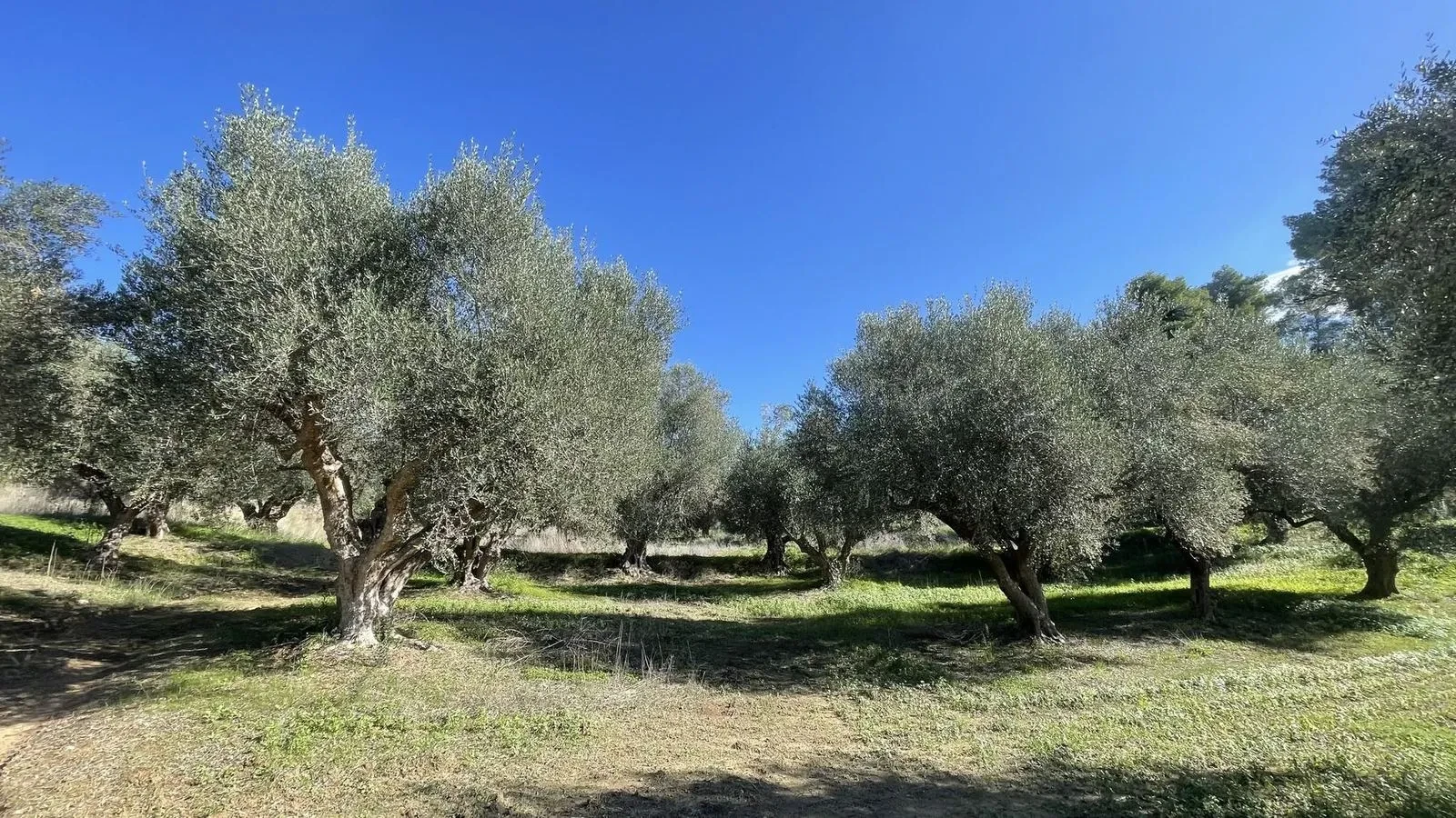 A wide panorama of the Havarian Gold olive grove
