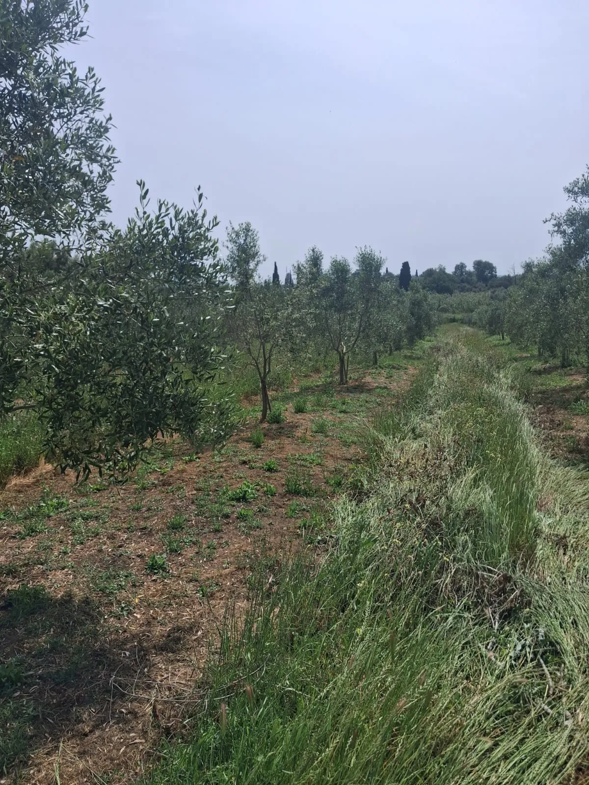 A misty morning path through the olive grove