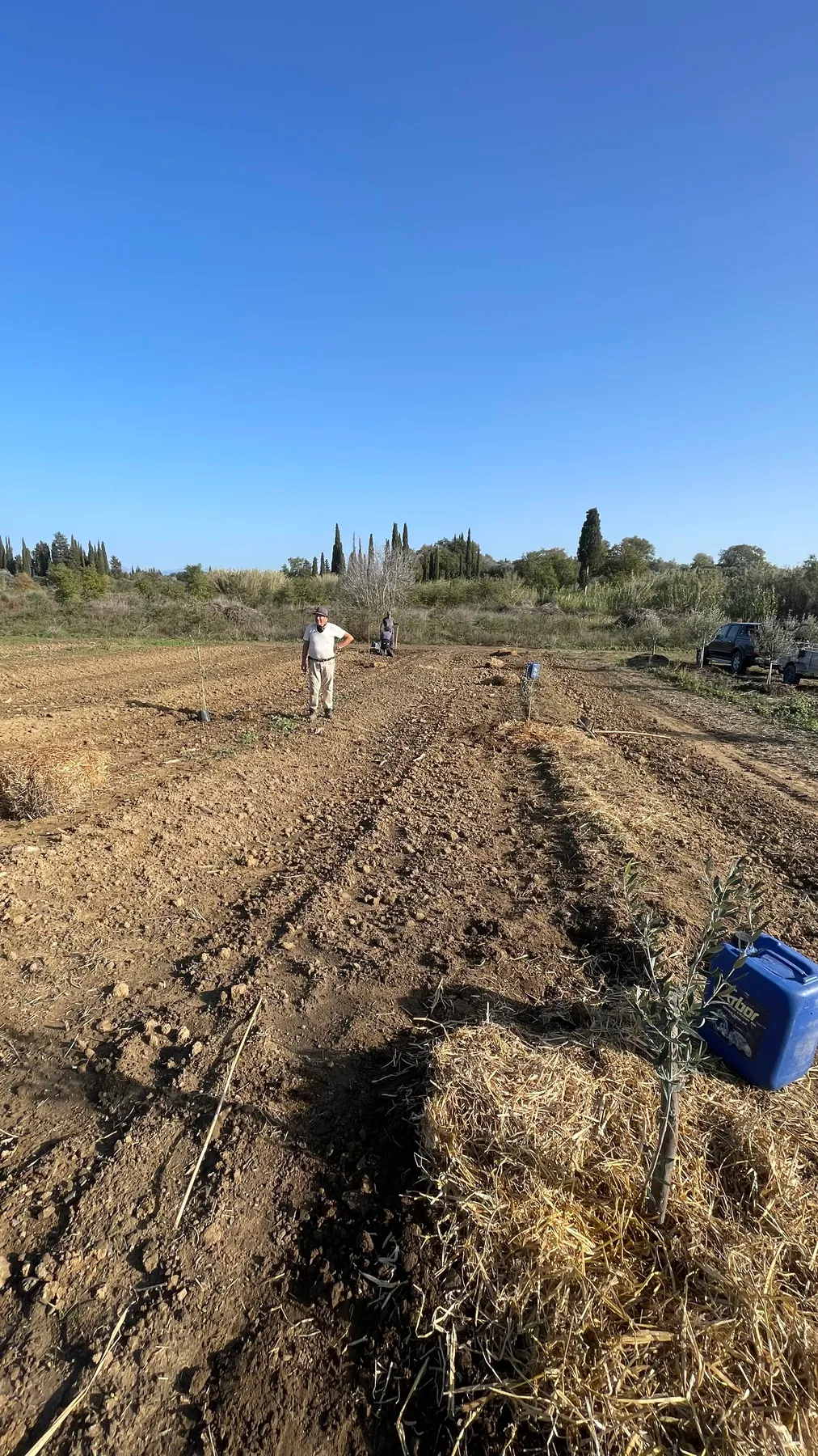 Ευάγγελος (Angelo) standing among the newly planted rows, water cans ready at hand