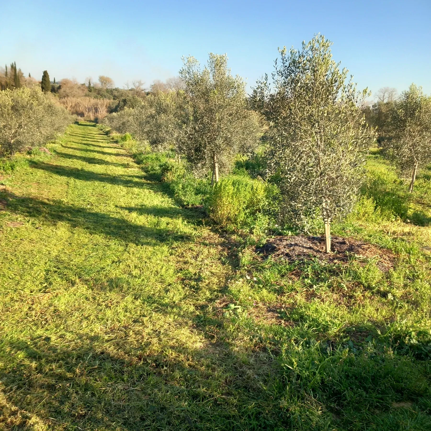 A young planting of olive trees, mowed grass rows, well established