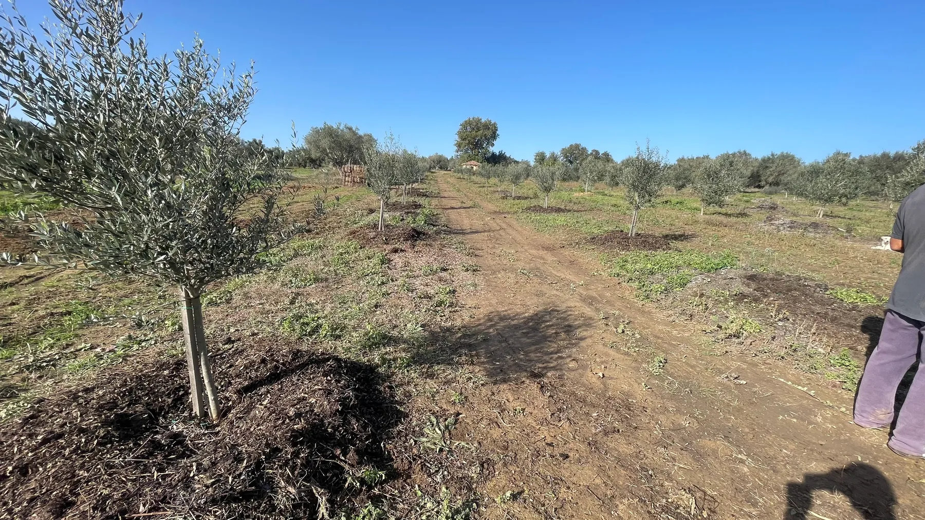 A dirt path running alongside a row of newly planted olive trees