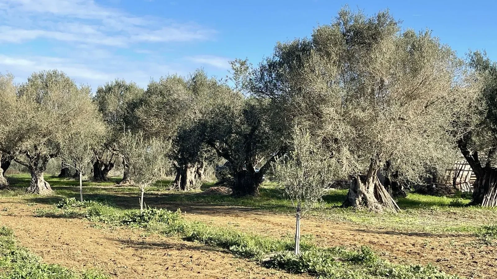 Rows of olive trees across the estate