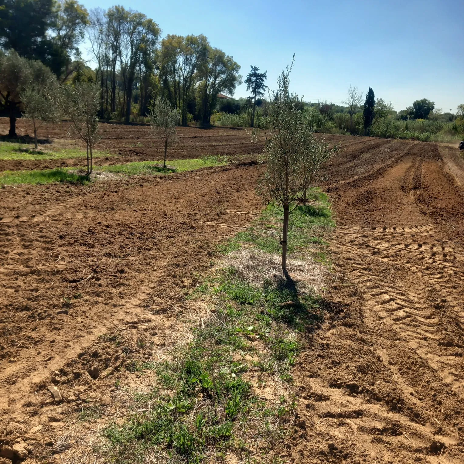 A young olive sapling standing in a freshly furrowed field