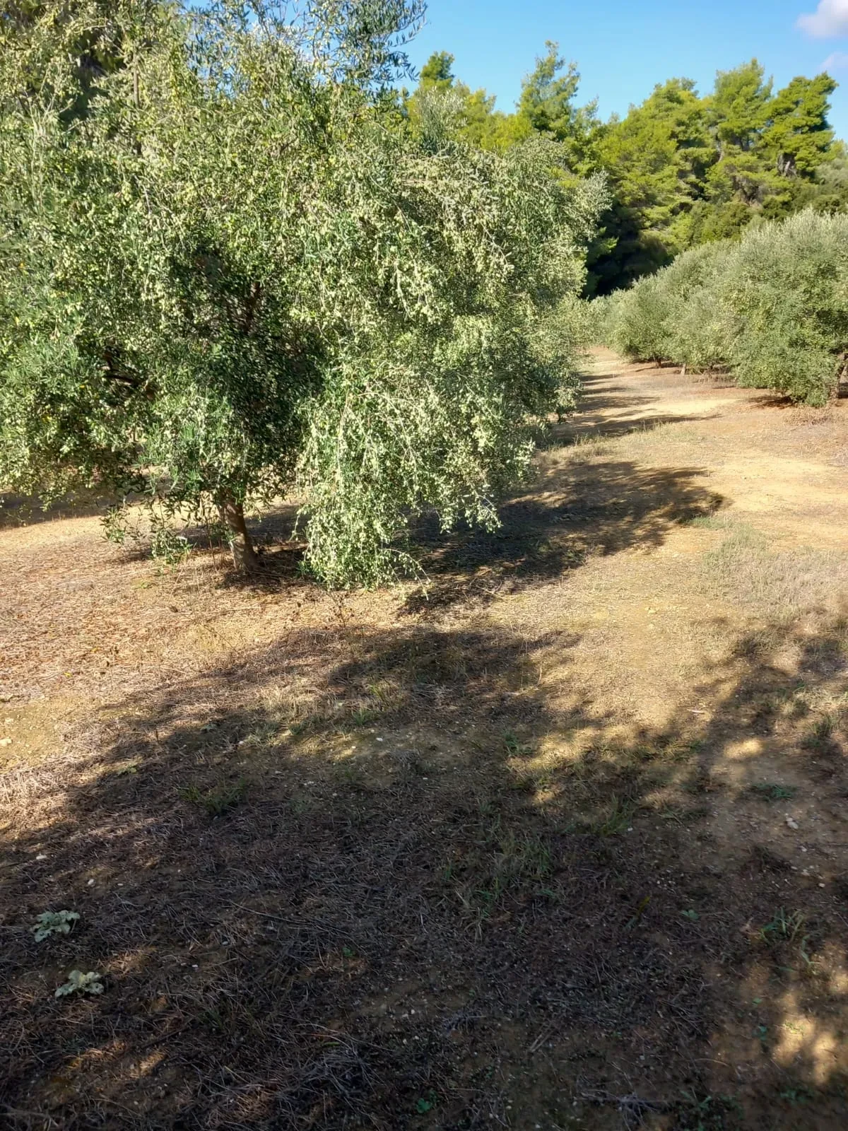 A weeping-branch olive tree catching the light