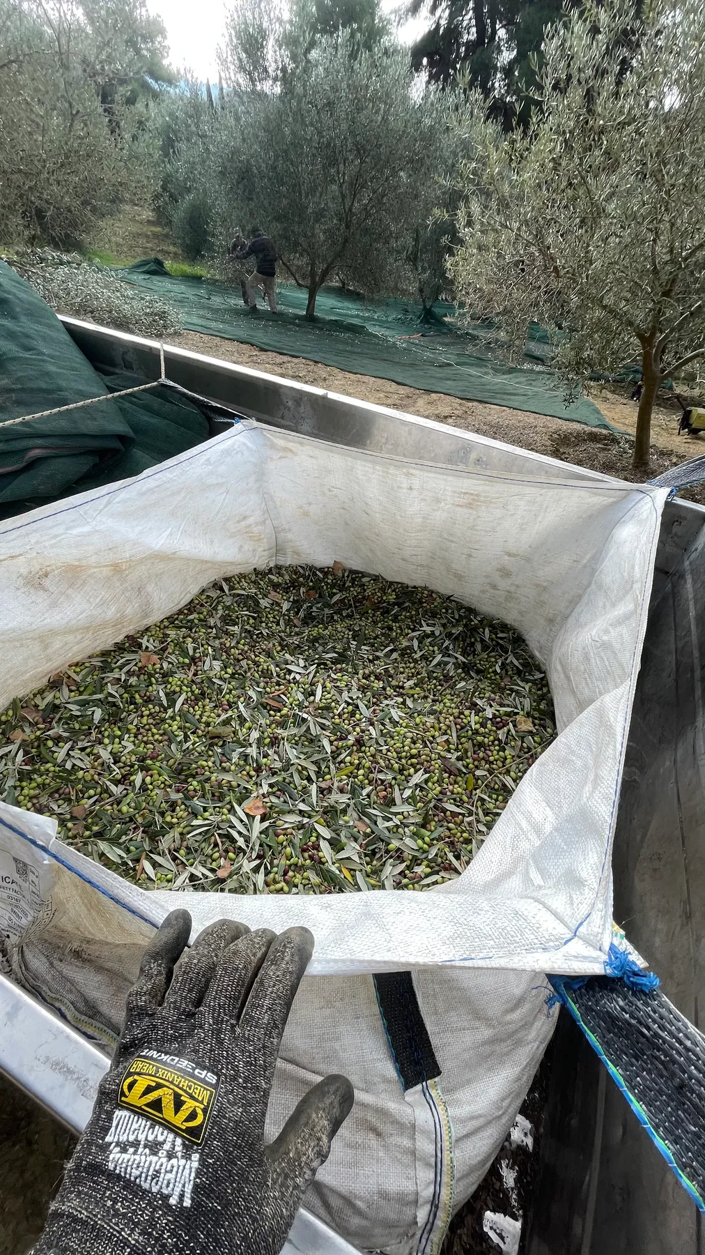 A close-up of olives gathered in the net, a gloved hand at the edge