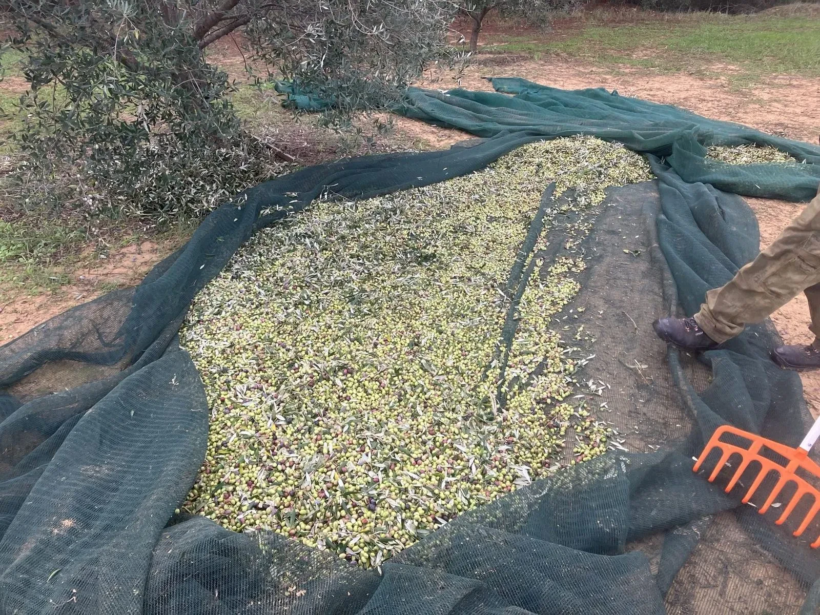 Hand-Picking