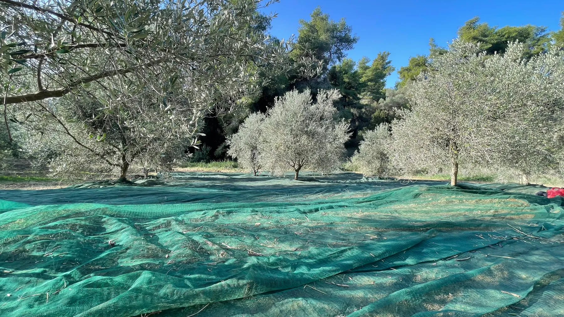 Nets laid out under the trees, ready for the morning's harvest