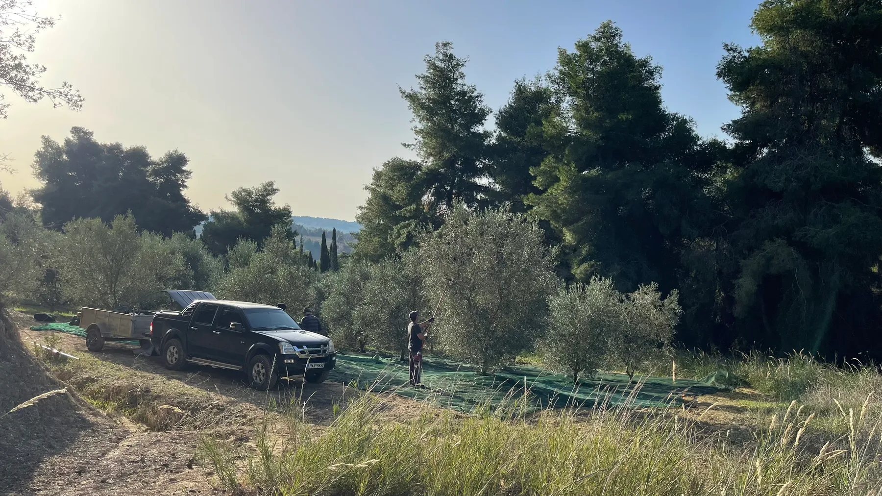 A crew member picking olives with a long pole, truck and trailer waiting on the track