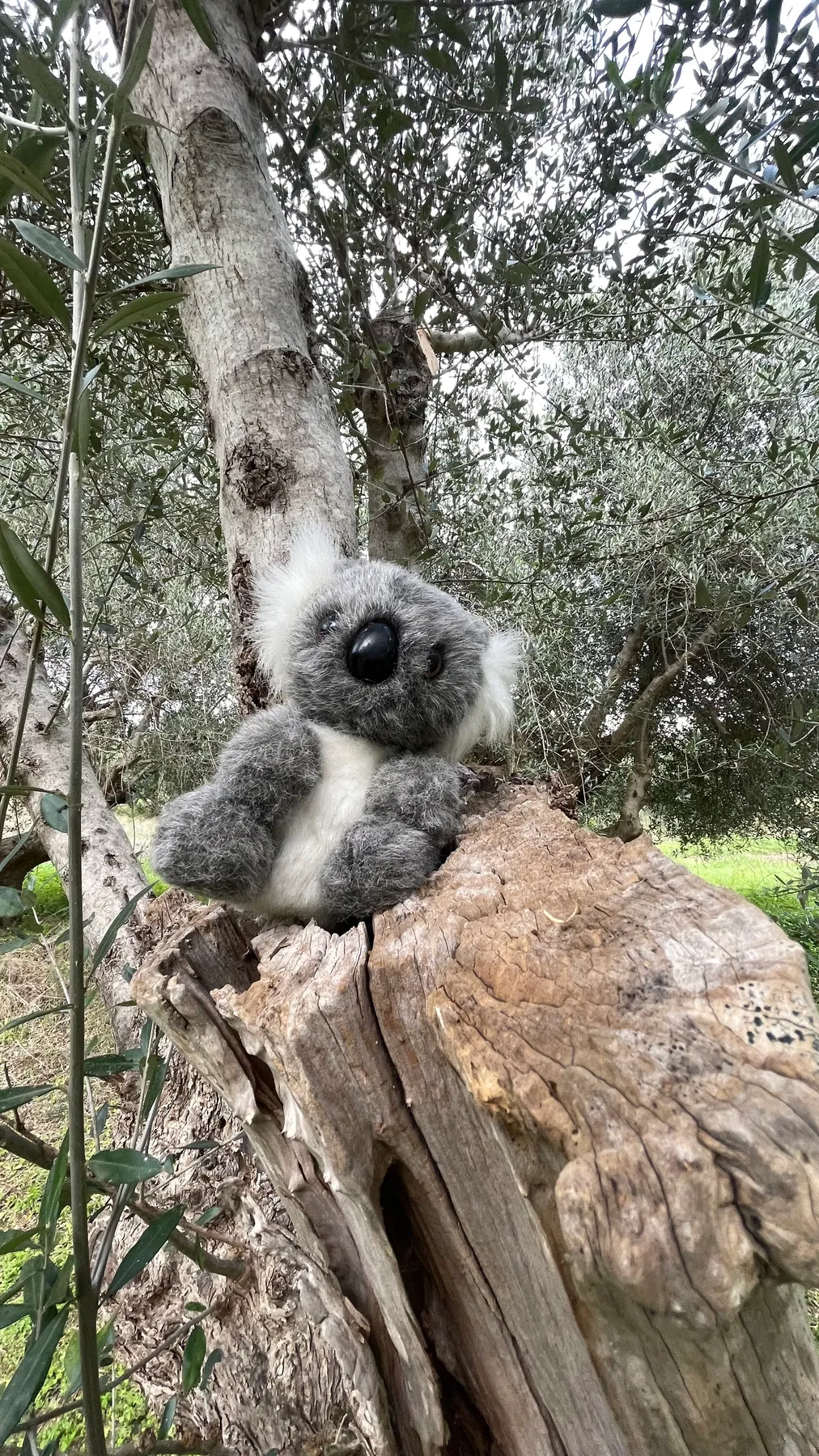 A stuffed koala toy perched on a fallen olive tree trunk in the grove