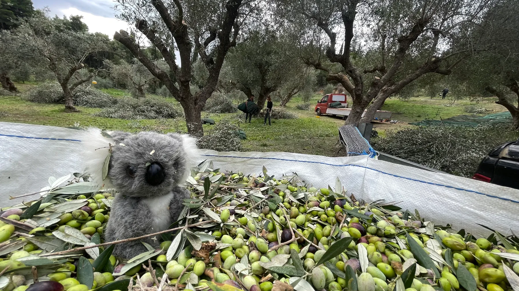 A stuffed koala toy sitting among the olives on the harvest net