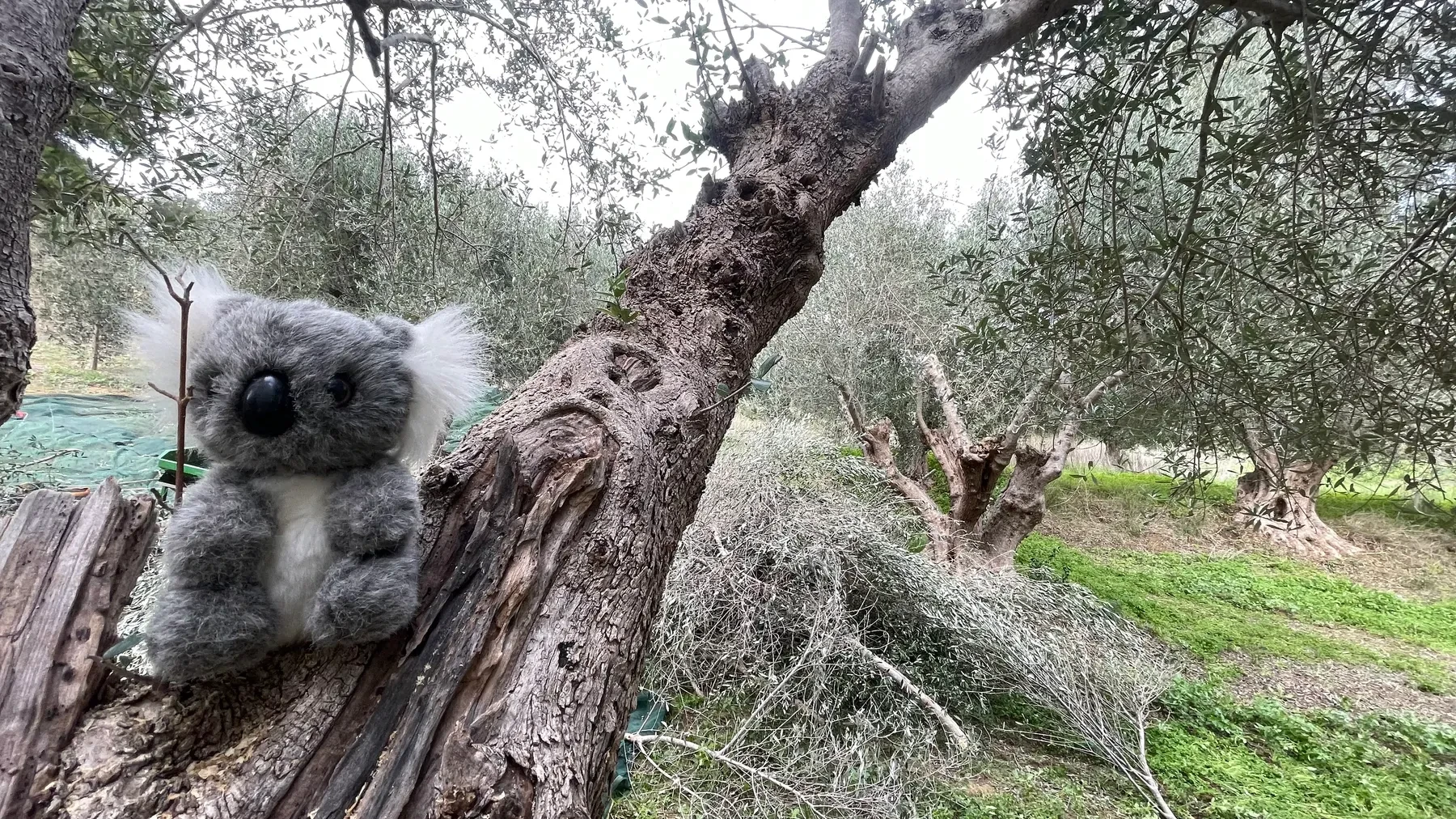 A stuffed koala toy buried in a pile of freshly picked olives