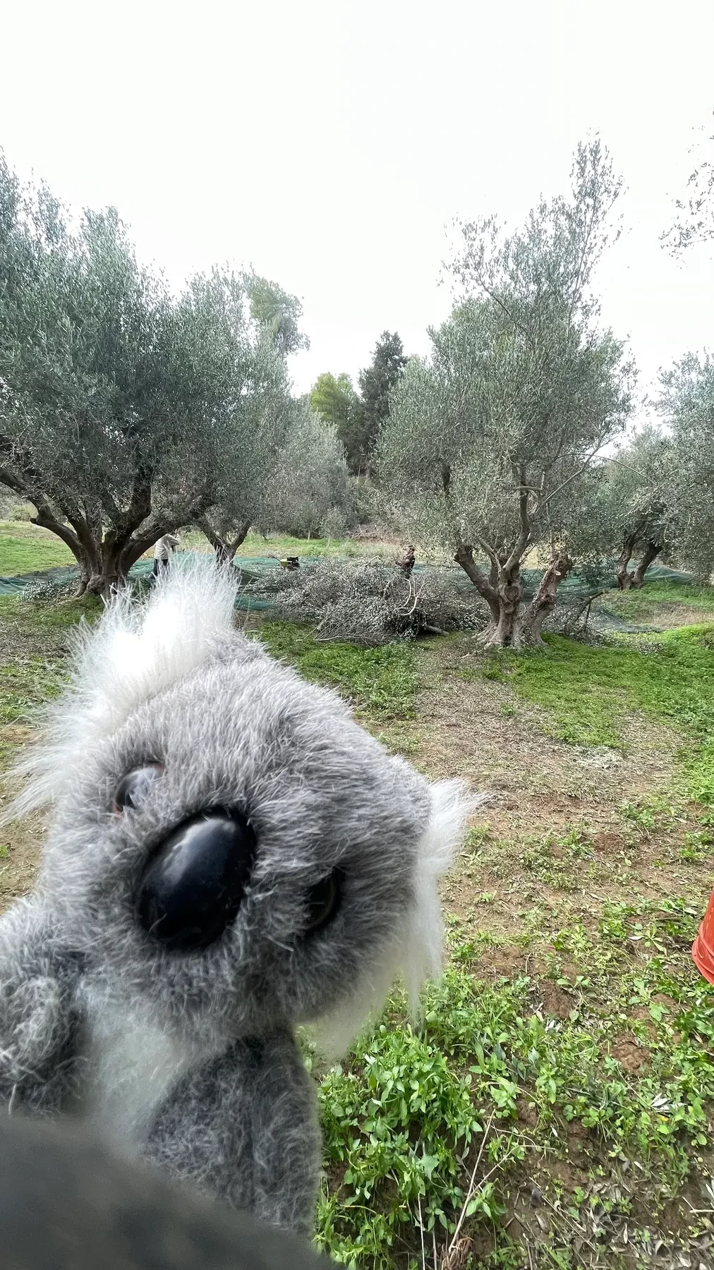 A stuffed koala toy peeking out from an old olive-tree stump in the grove