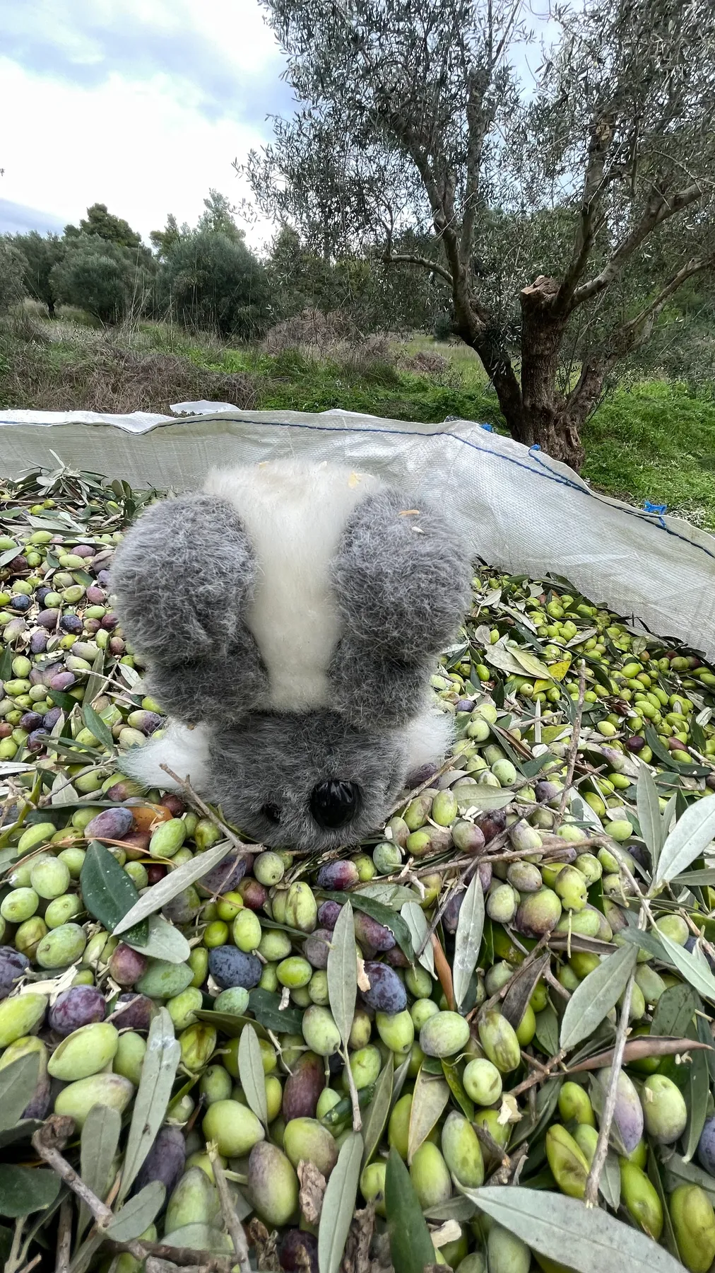 A stuffed koala toy nestled in the harvest netting, crew working in the background