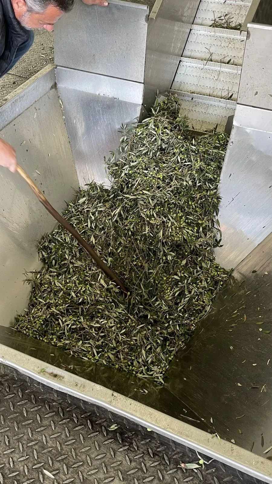 Olives pouring down the chute into the press