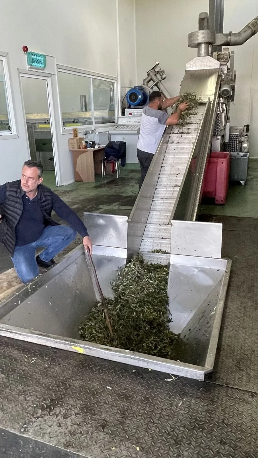 Freshly picked olives being poured into the press