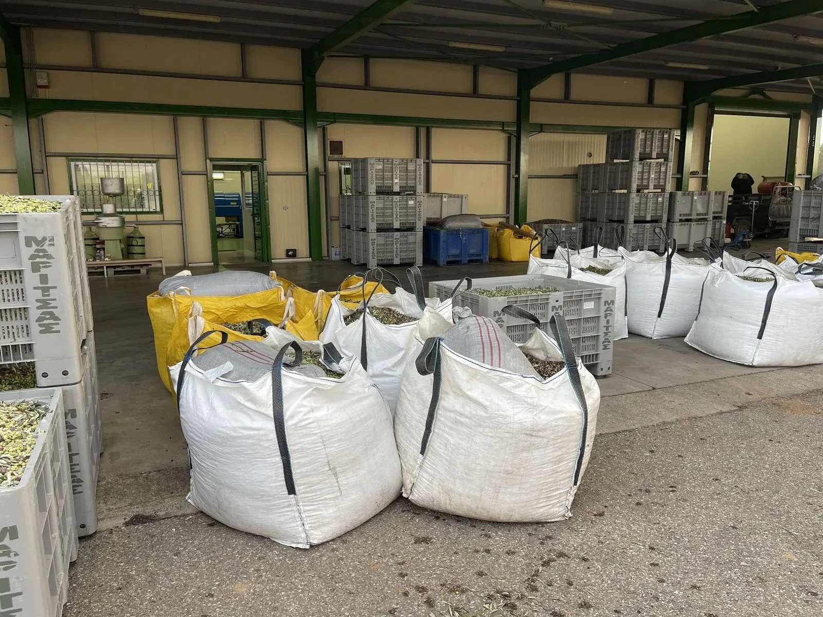 Sacks of olives stored ahead of pressing