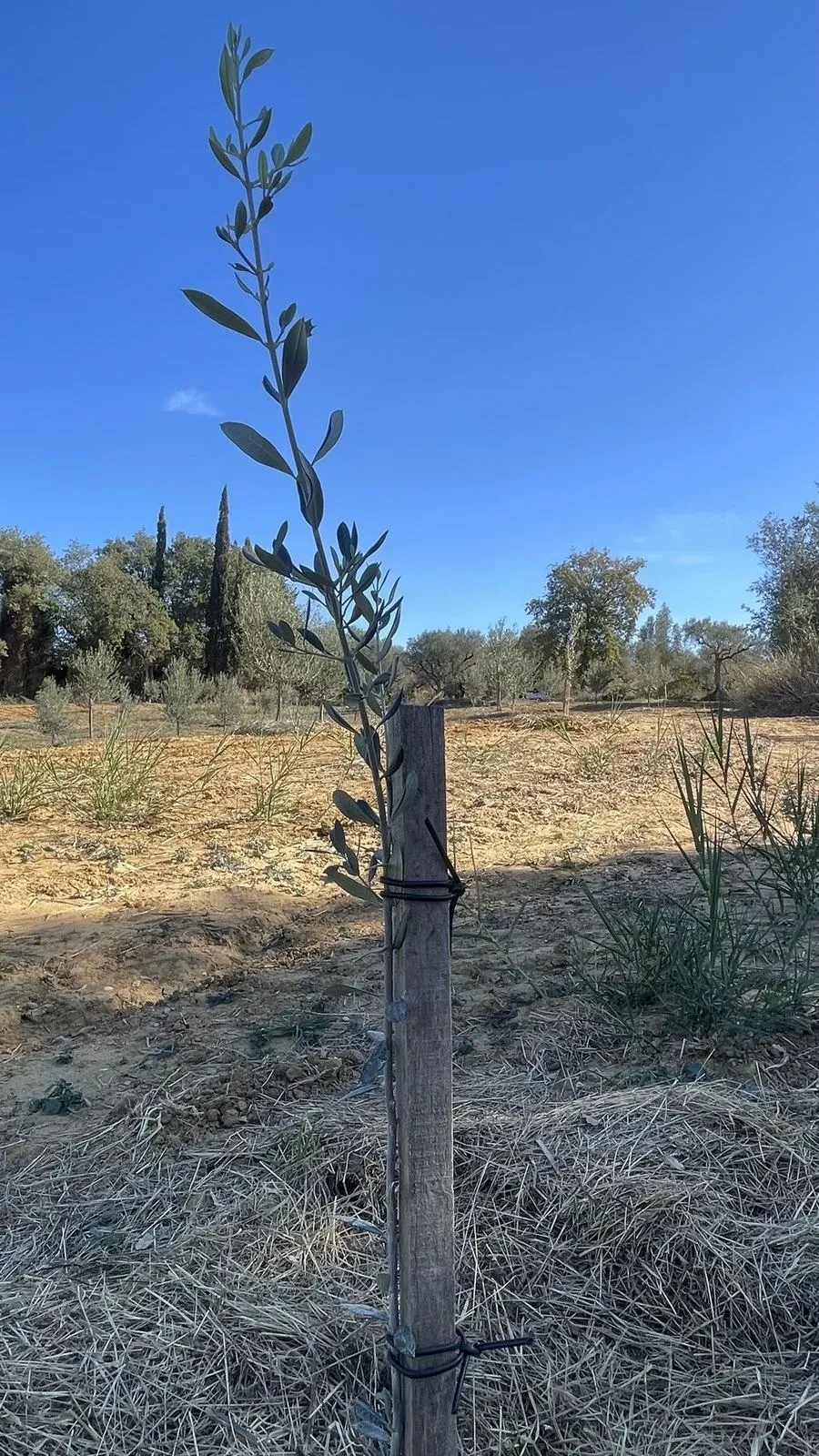 A young olive sapling, staked and thriving in the grove