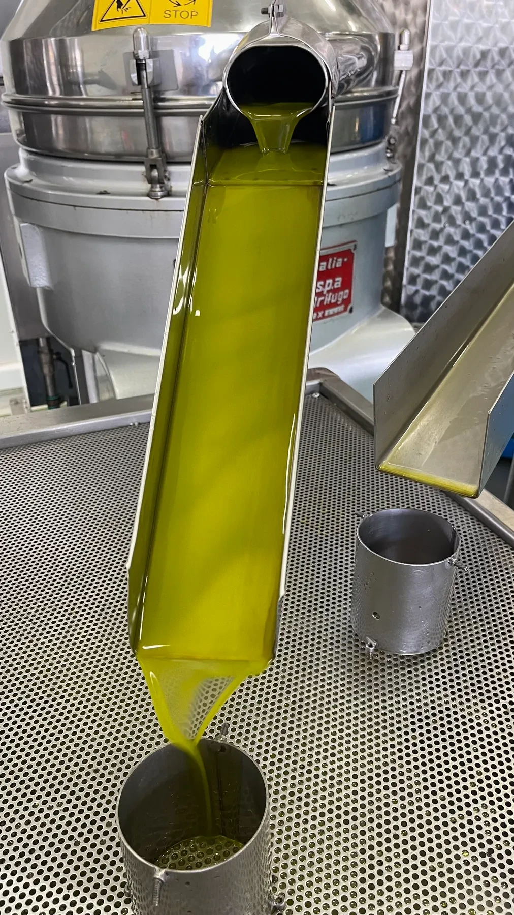 Green-gold olive oil flowing down the mill’s stainless-steel chute