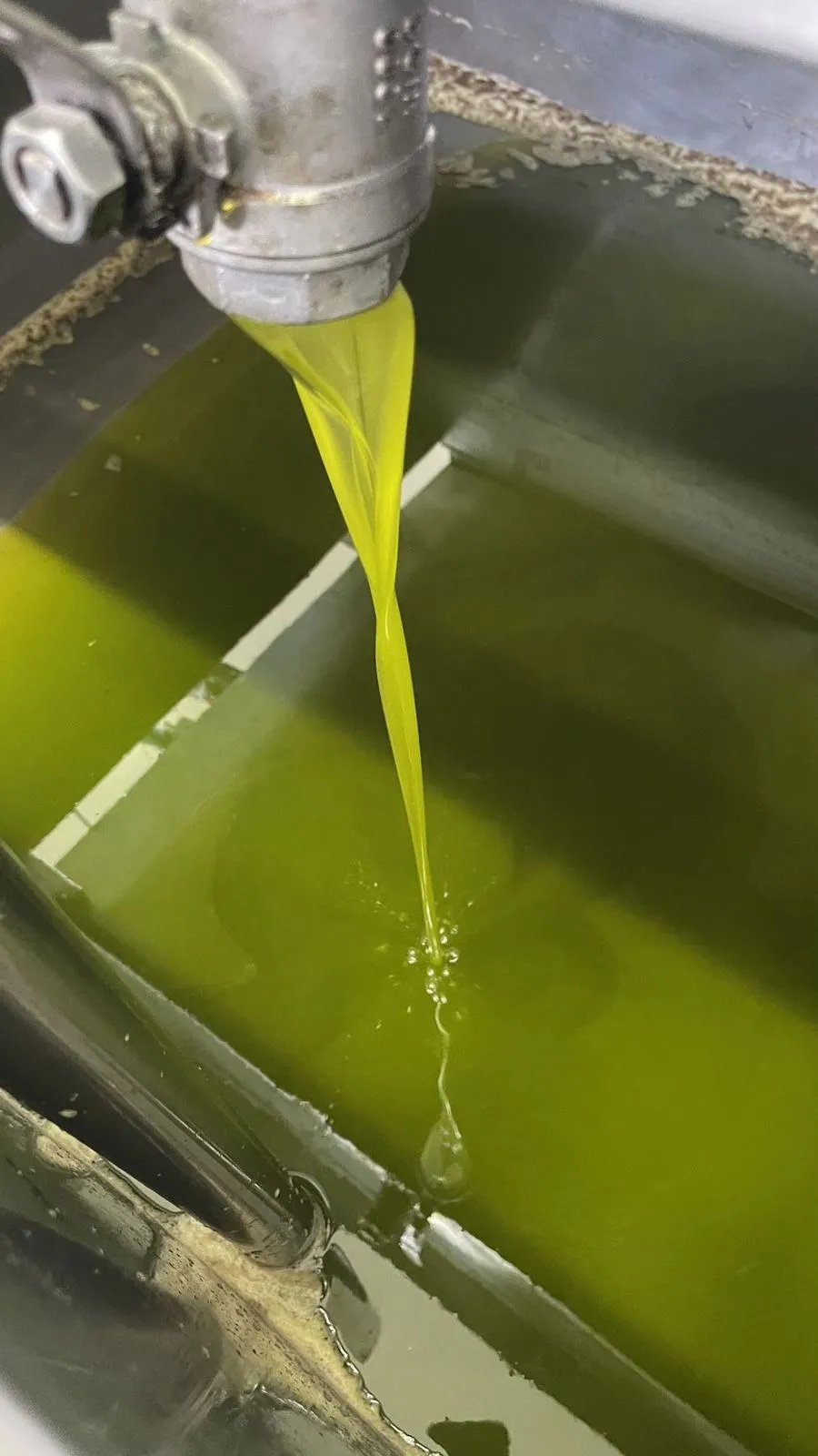 Fresh olive oil pouring from the press, catching the light
